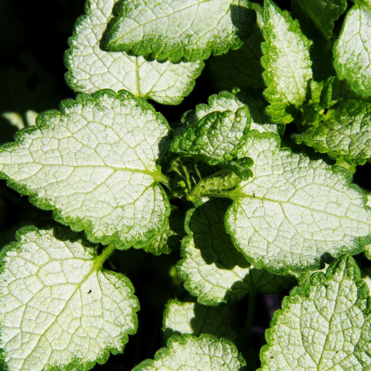 Lamium maculatum ‘White Nancy’