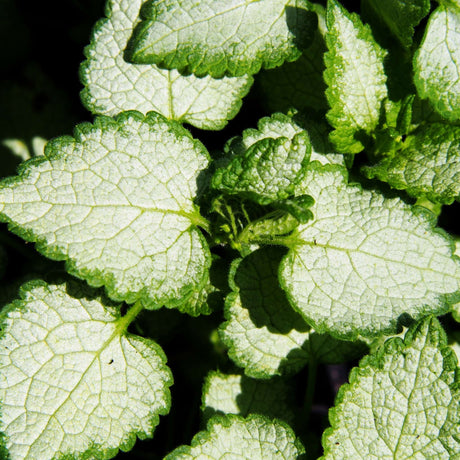 Lamium maculatum ‘White Nancy’