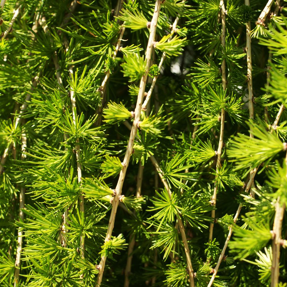 Larix kaempferi