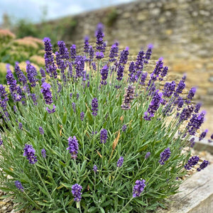 Lavandula angustifolia ‘Essence Purple’