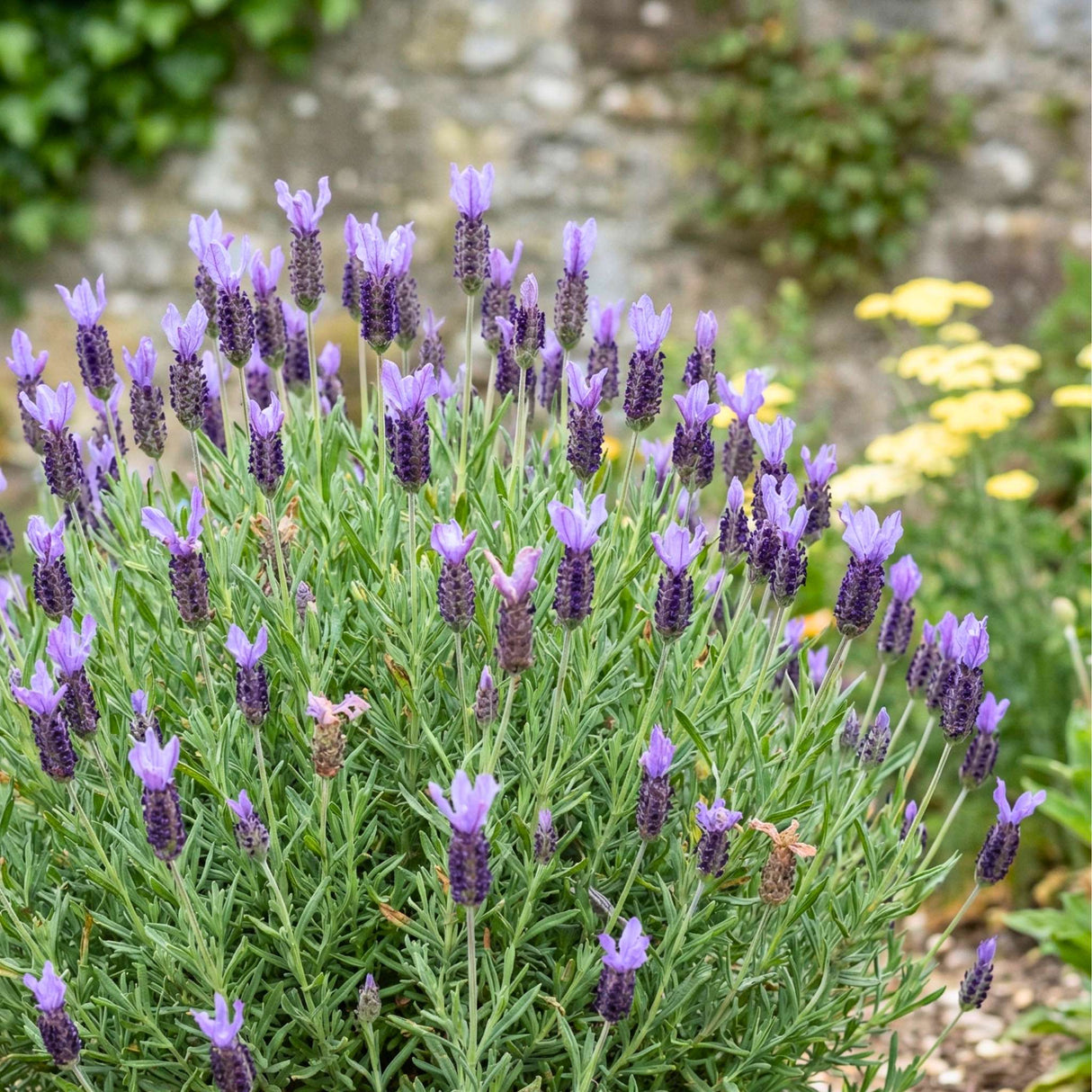 Lavandula stoechas ‘Blue Star’