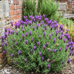 Lavandula stoechas ‘Great Adventure’