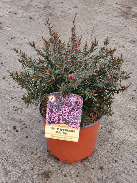Leptospermum scoparium ‘Martini’