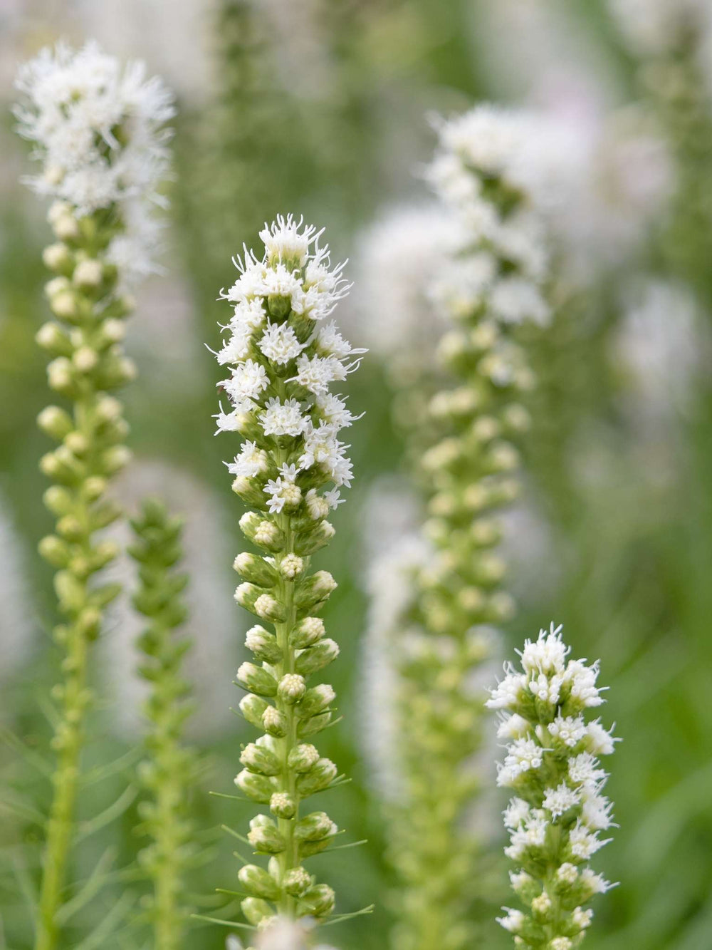 Liatris spicata ‘Alba’