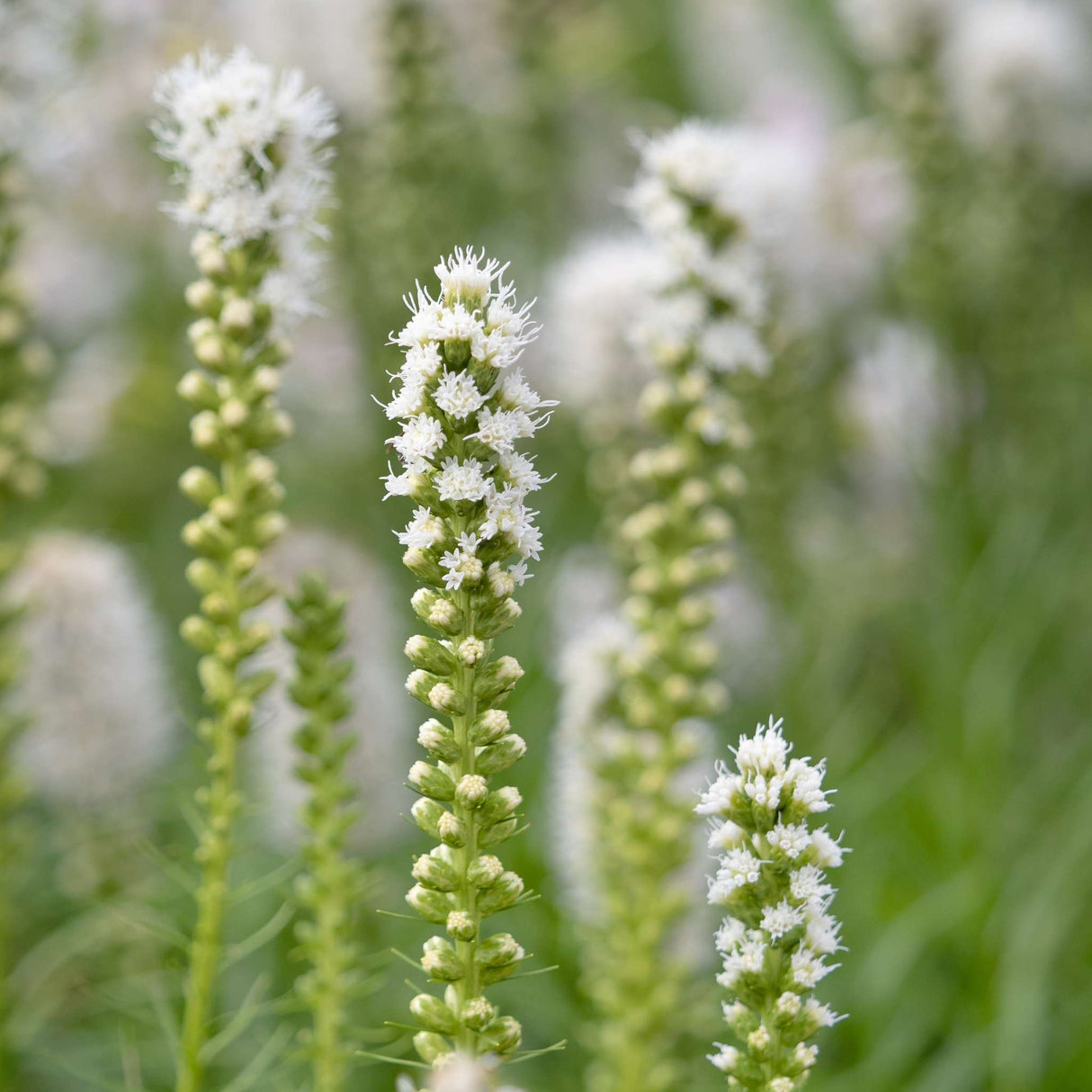 Liatris spicata ‘Alba’