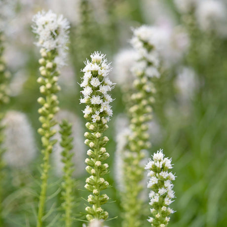 Liatris spicata ‘Alba’