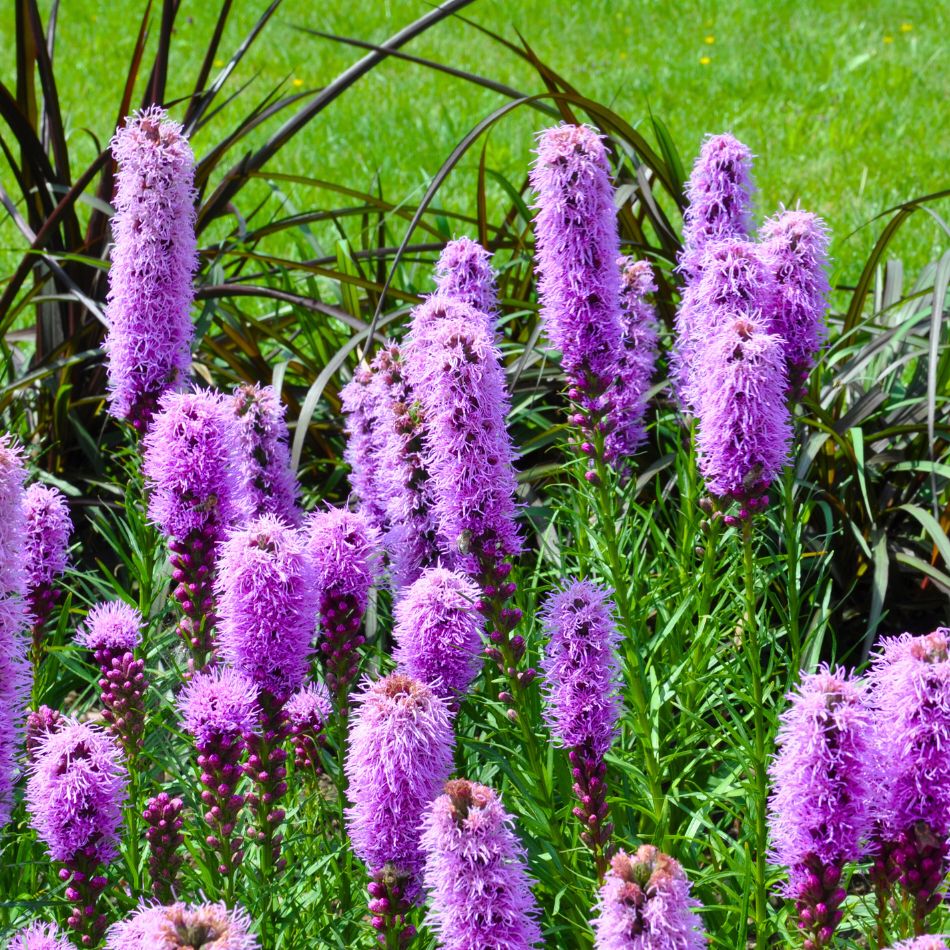 Liatris spicata ‘Floristan Violet’