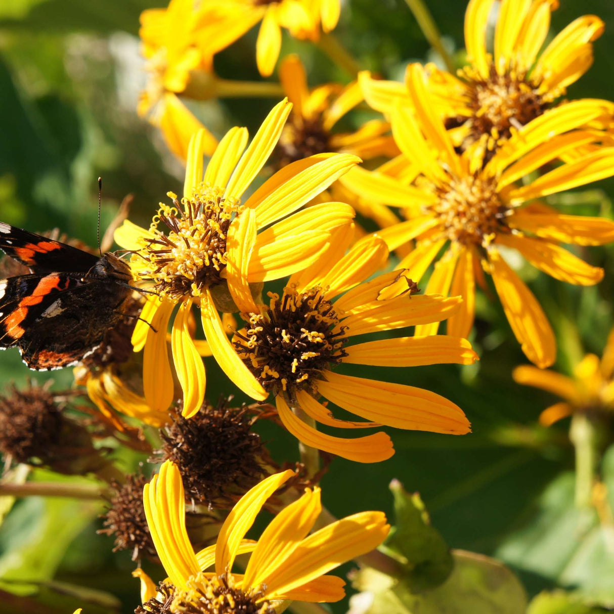 Ligularia ‘Britt Marie Crawford’
