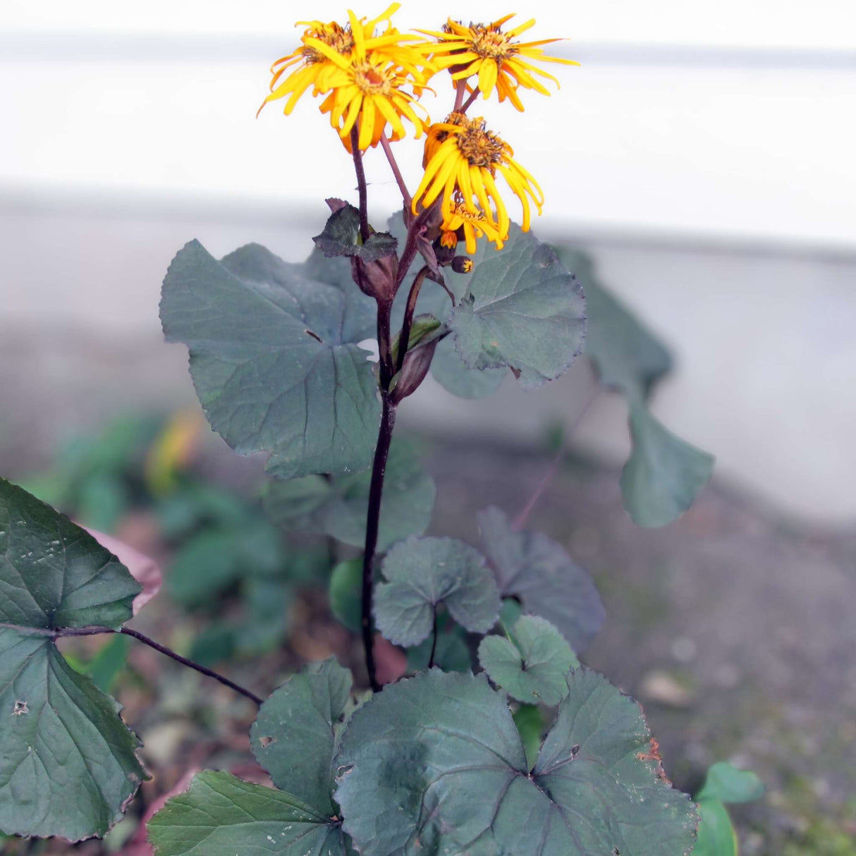 Ligularia ‘Britt Marie Crawford’
