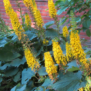 Ligularia ‘The Rocket’