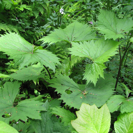Ligularia ‘The Rocket’
