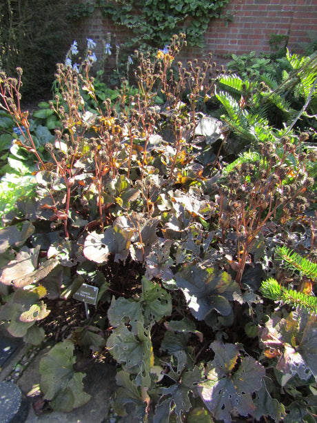 Ligularia dentata ‘Britt Marie Crawford’
