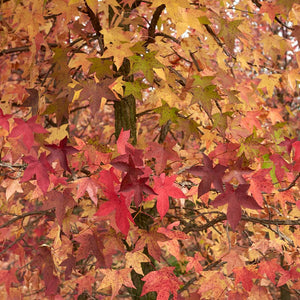Liquidambar styraciflua