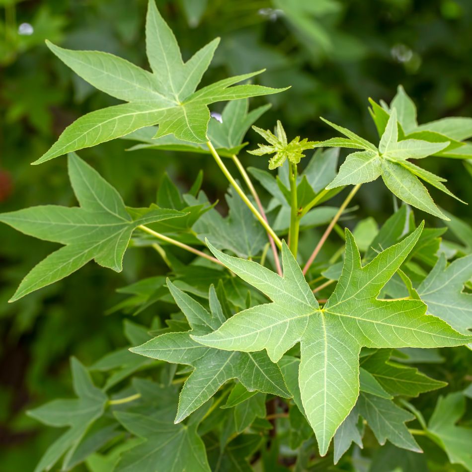 Liquidambar styraciflua