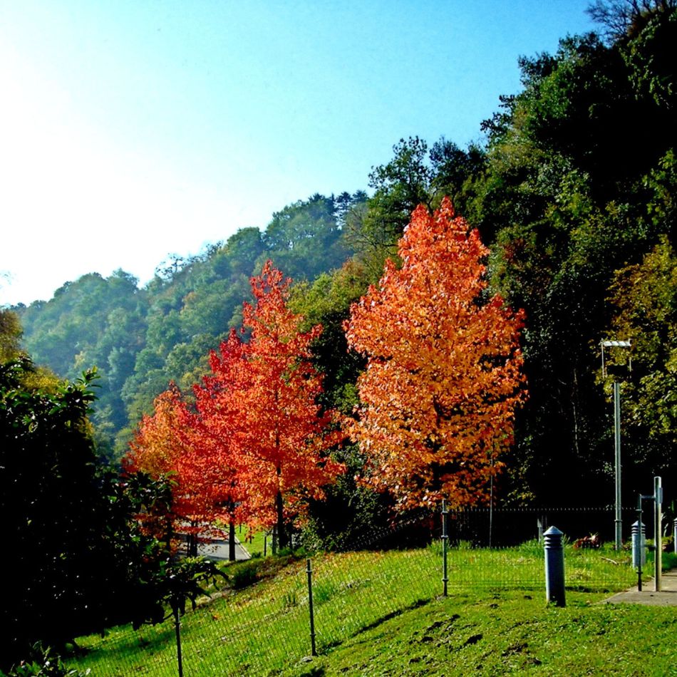 Liquidambar styraciflua