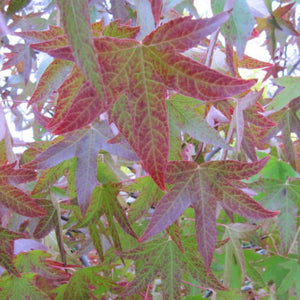 Liquidambar styraciflua