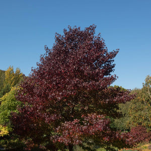 Liquidambar styraciflua ‘Worplesdon’