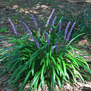 Liriope muscari ‘Big Blue’