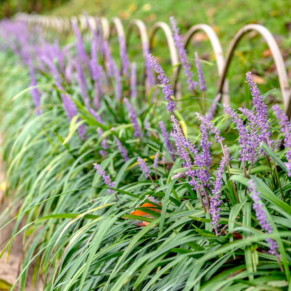 Liriope muscari ‘Big Blue’