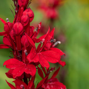 Lobelia cardinalis ‘Queen Victoria’