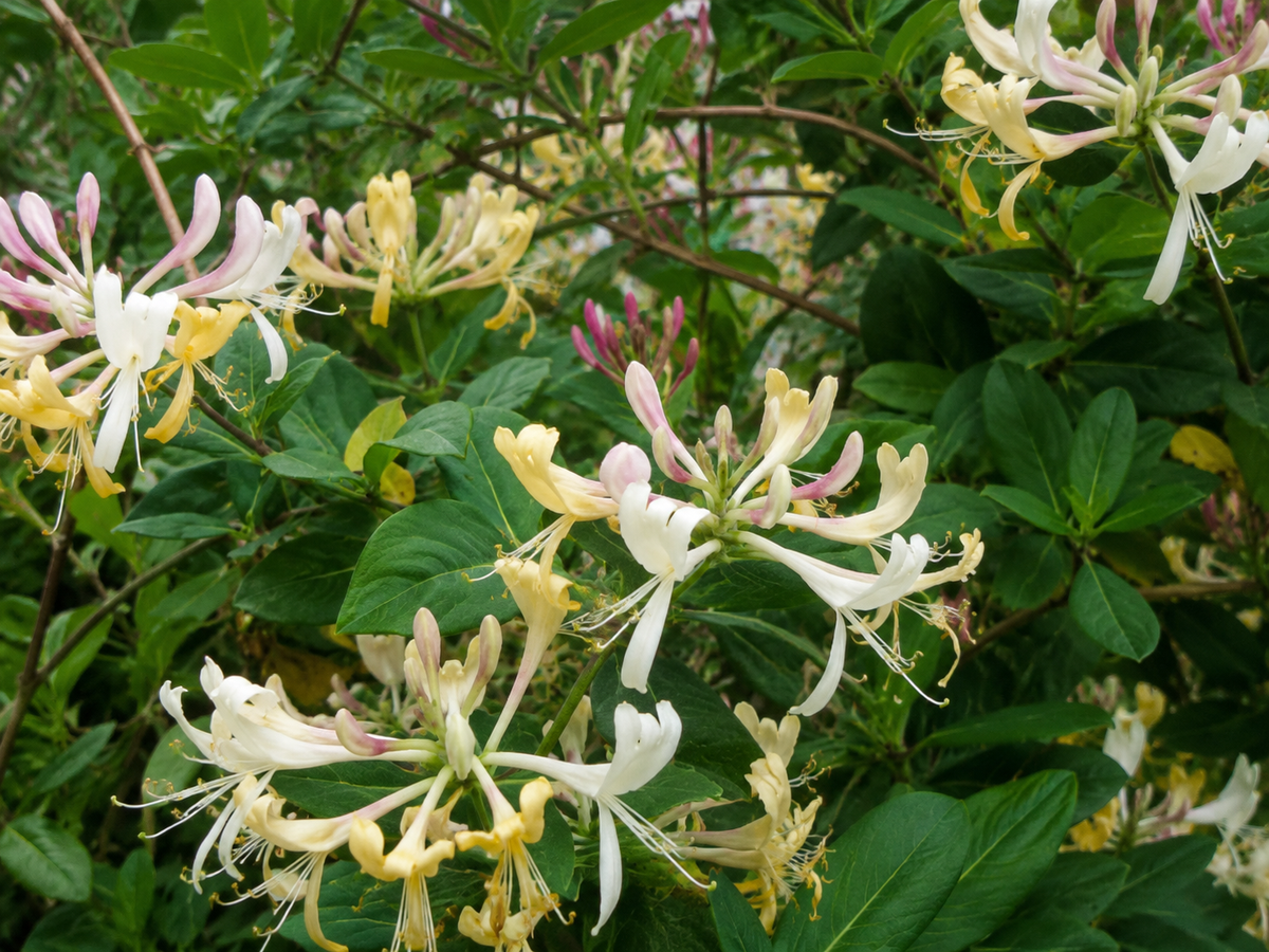Lonicera periclymenum