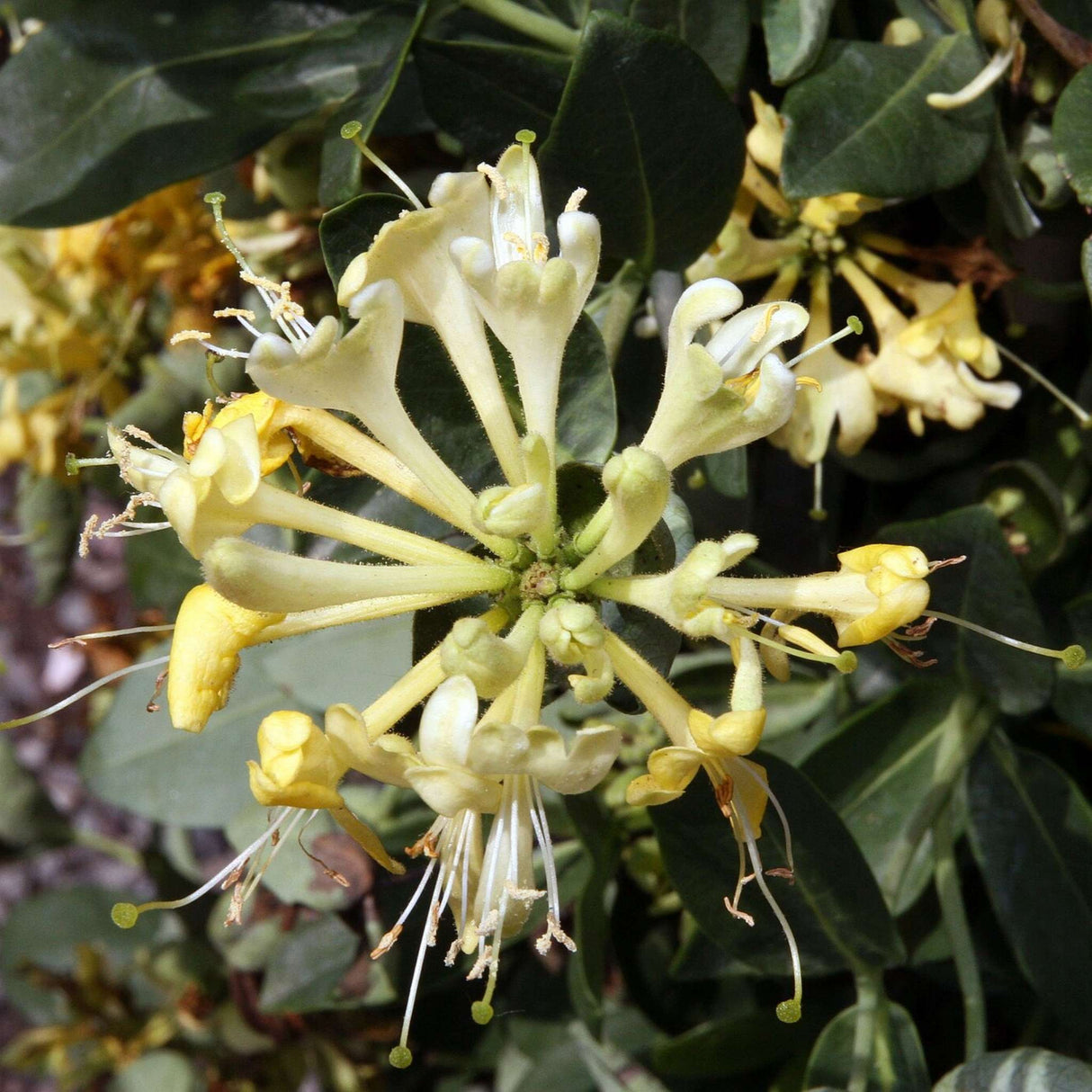 Lonicera periclymenum ‘Scentsation’