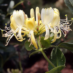 Lonicera periclymenum ‘Scentsation’