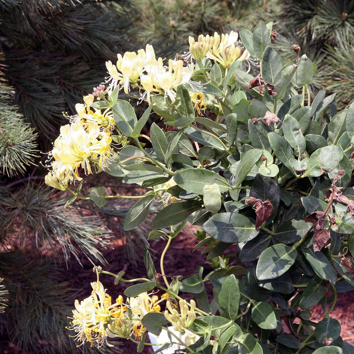 Lonicera periclymenum ‘Scentsation’