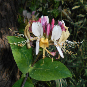Lonicera periclymenum ‘Serotina’