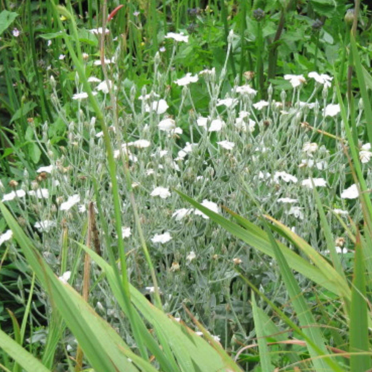 Lychnis coronaria ‘Alba’