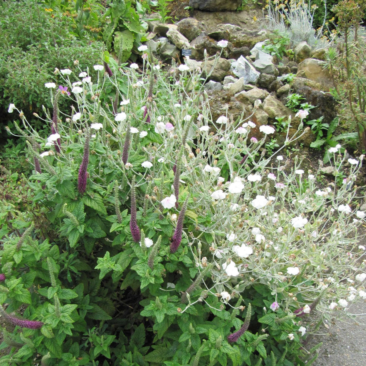 Lychnis coronaria ‘Alba’