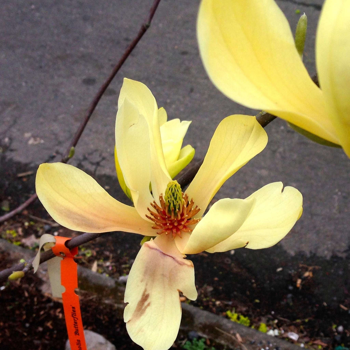 Magnolia ‘Butterflies’