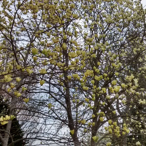 Magnolia ‘Butterflies’