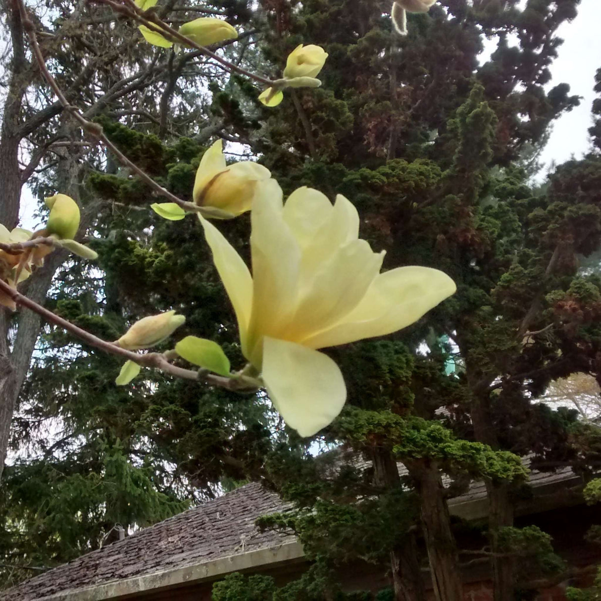 Magnolia ‘Butterflies’