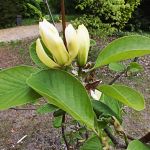 Magnolia ‘Butterflies’