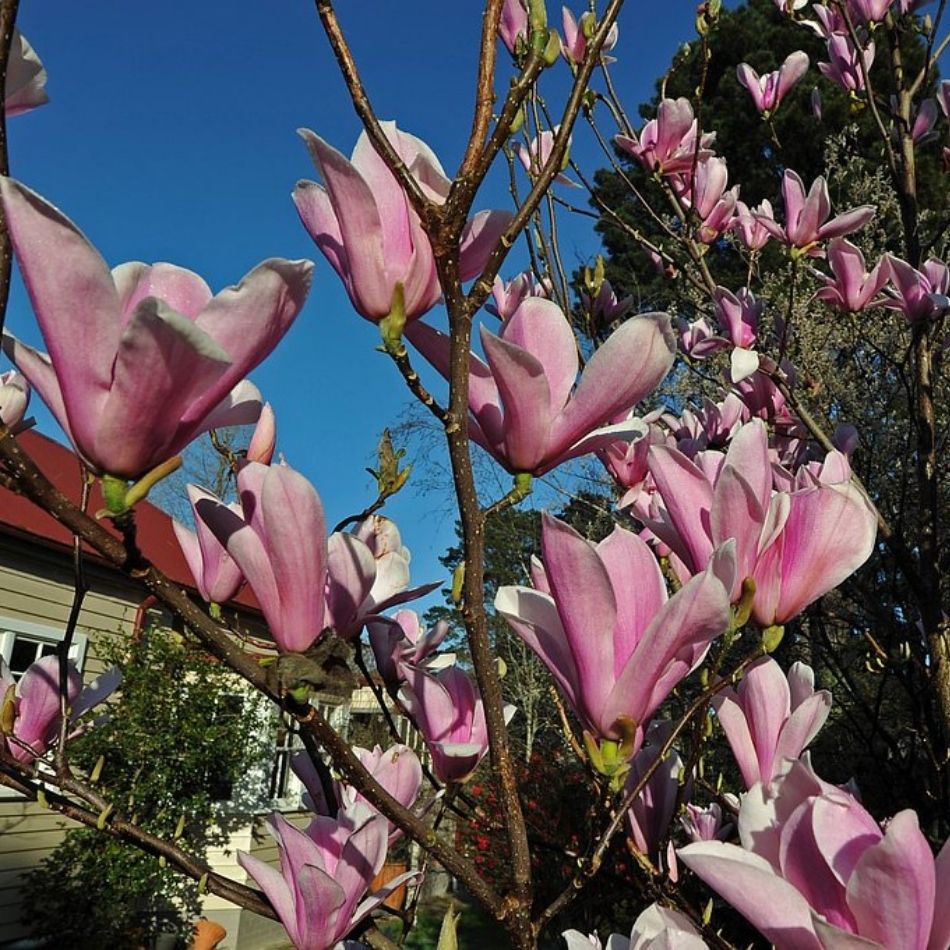 Magnolia ‘Heaven Scent’