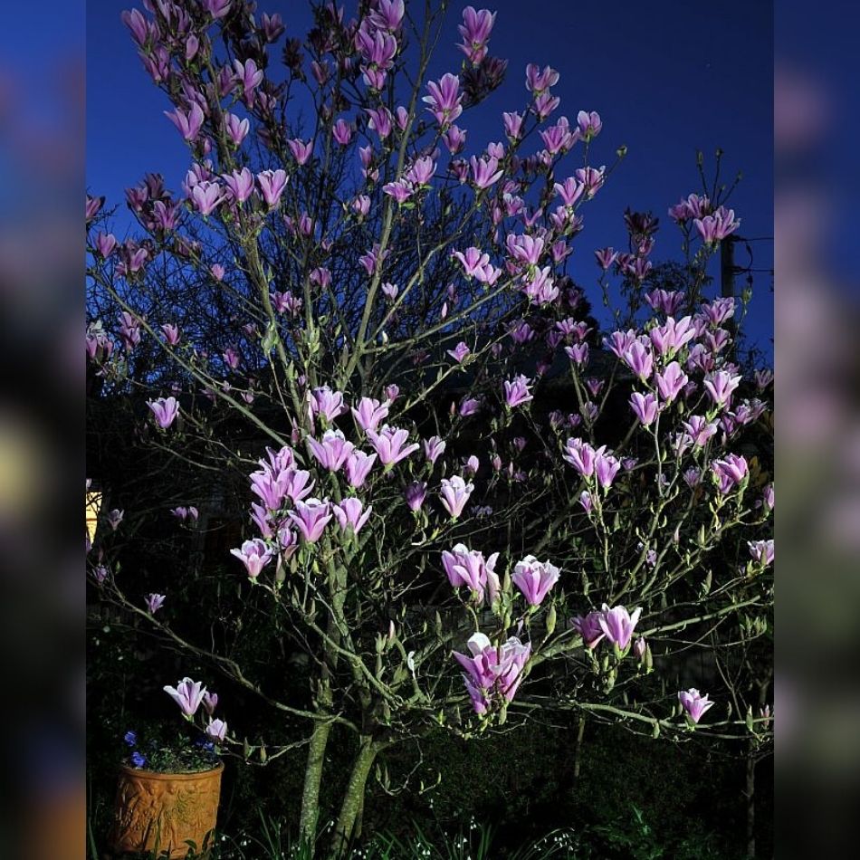 Magnolia ‘Heaven Scent’