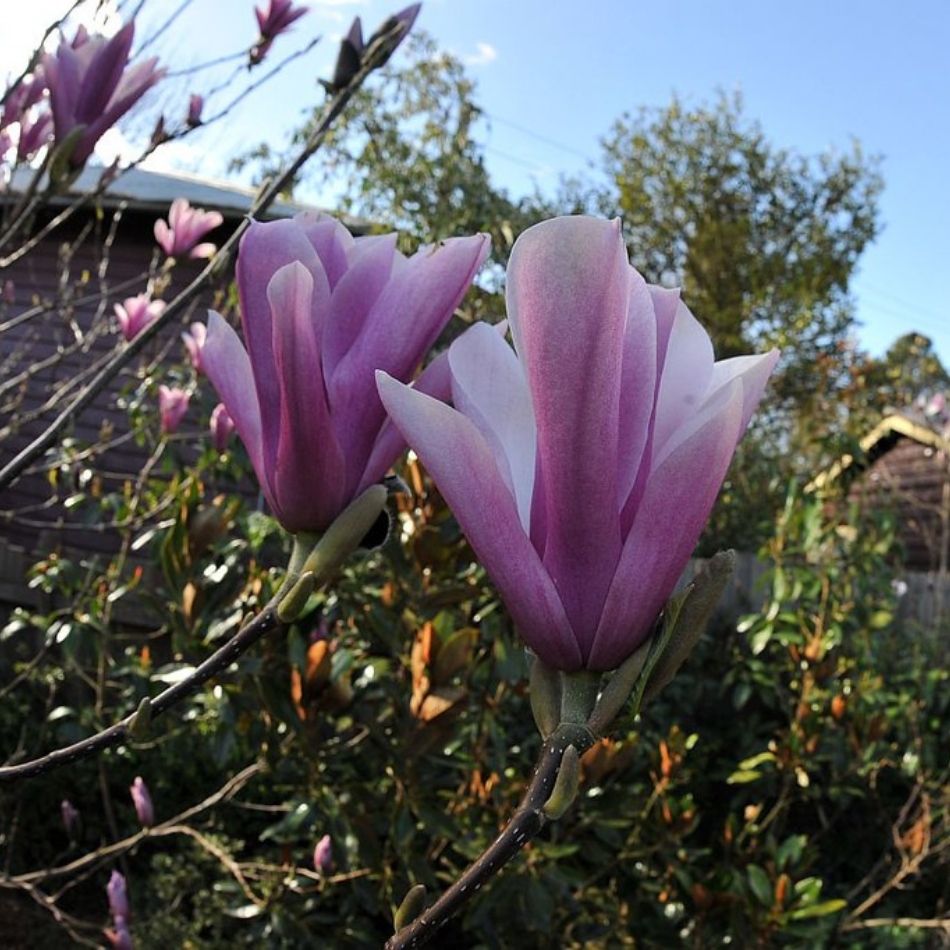 Magnolia ‘Heaven Scent’