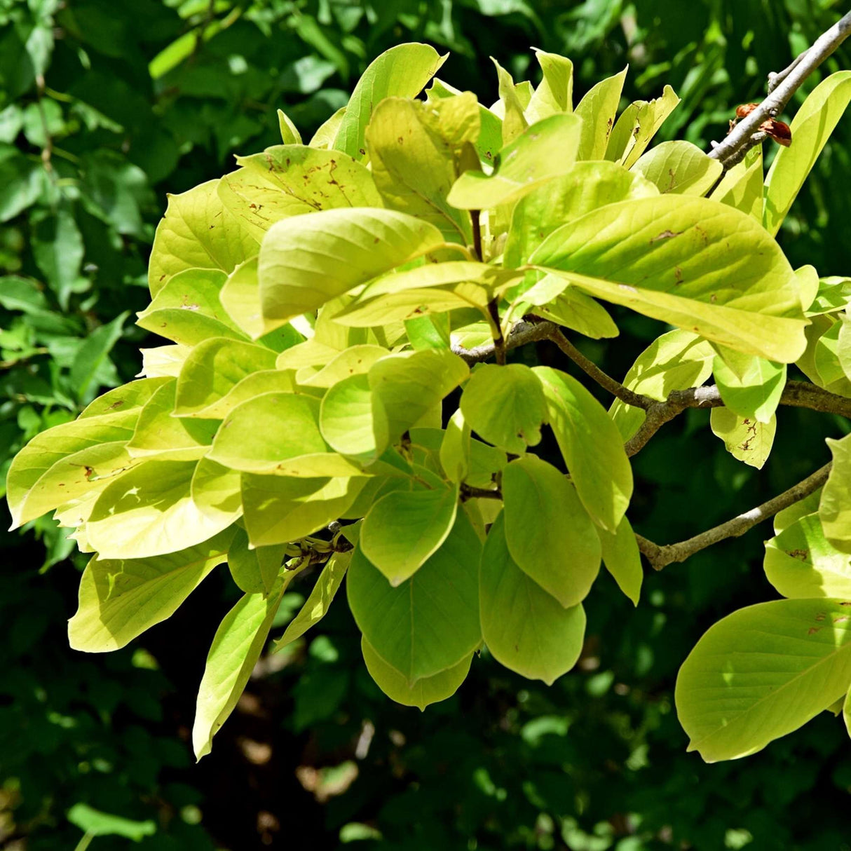 Magnolia ‘Star Wars’