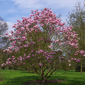 Magnolia ‘Star Wars’