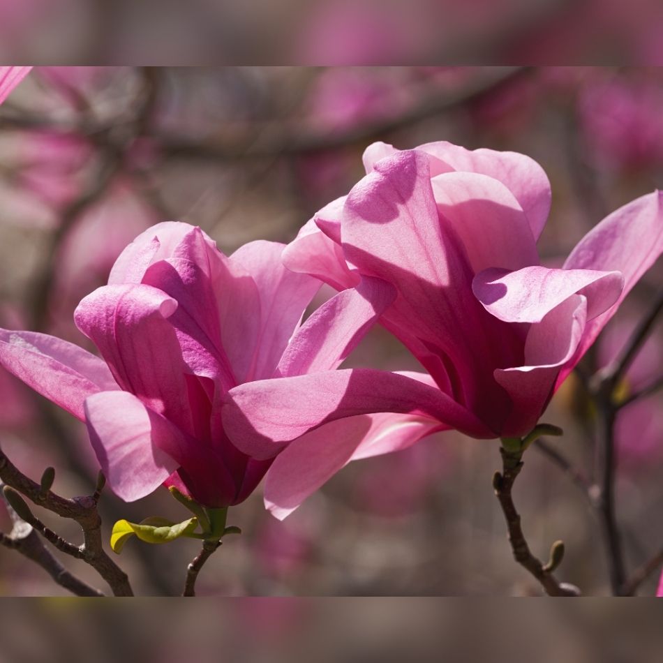 Magnolia ‘Galaxy’