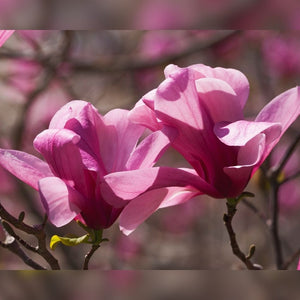 Magnolia ‘Galaxy’