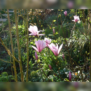 Magnolia ‘Galaxy’