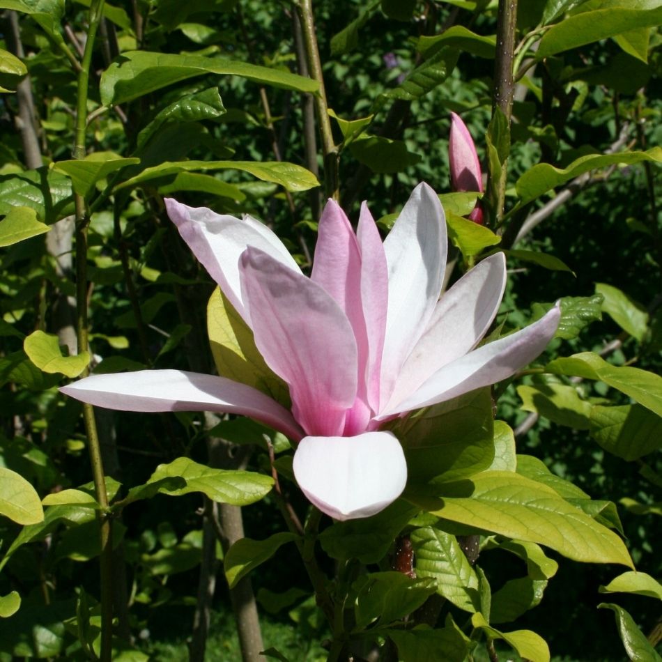 Magnolia ‘Galaxy’