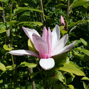 Magnolia ‘Galaxy’