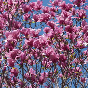 Magnolia ‘Galaxy’