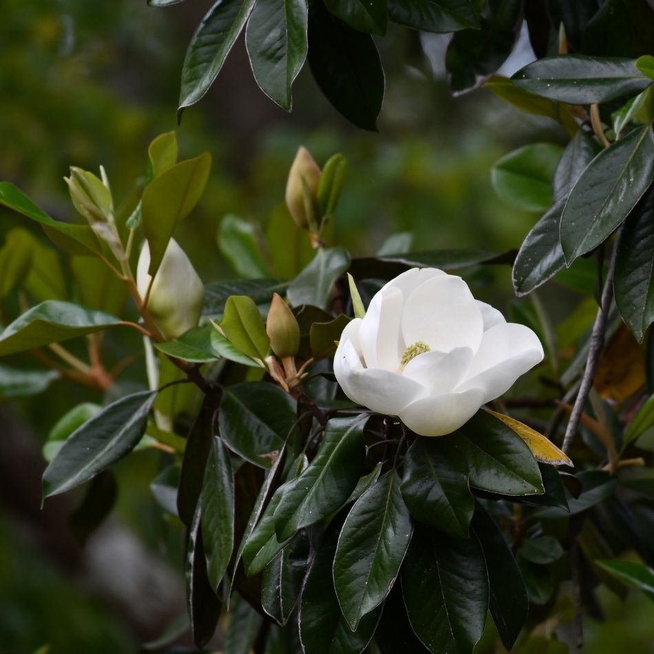 Magnolia grandiflora