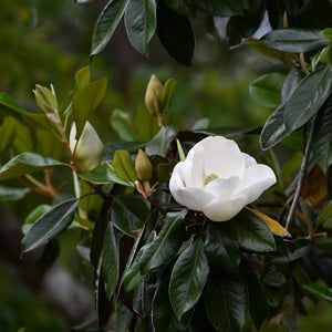 Magnolia grandiflora