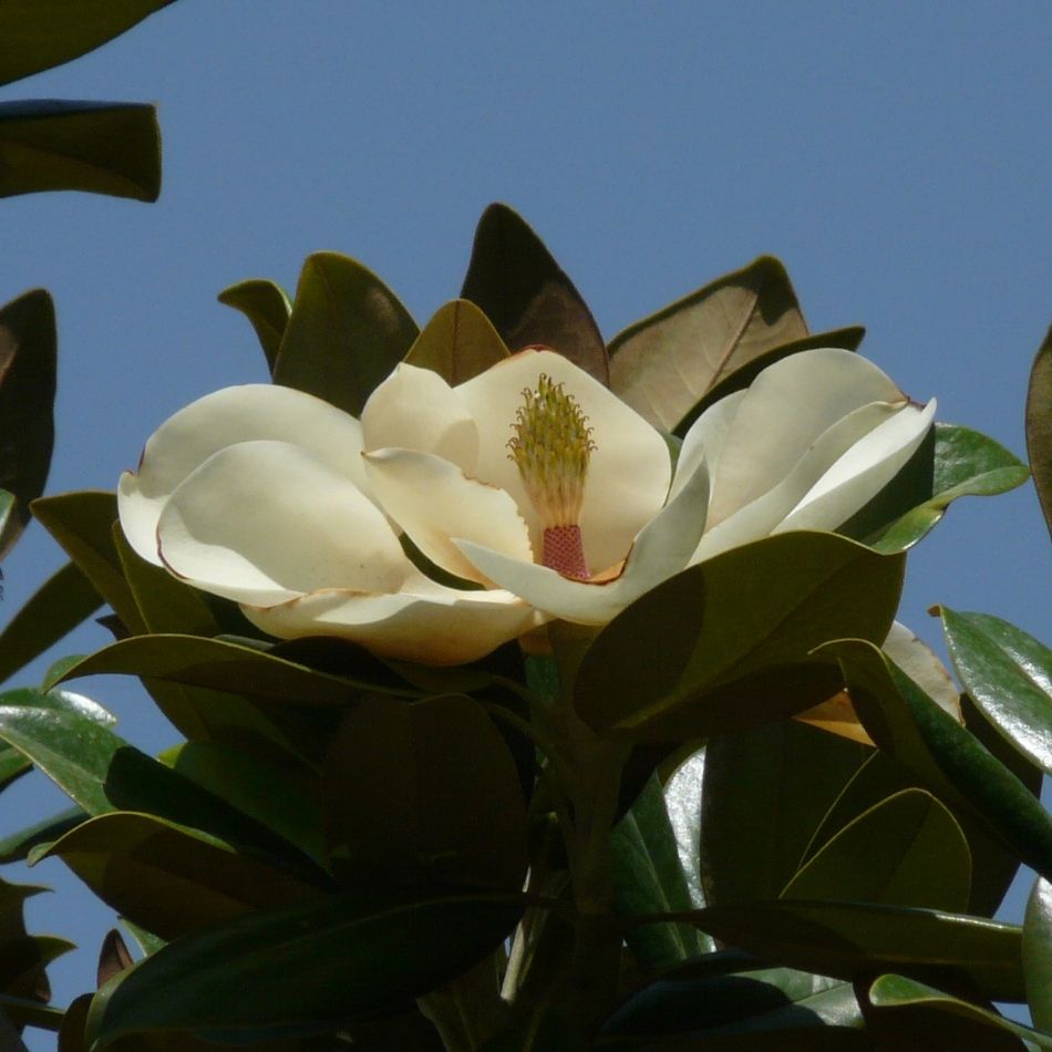 Magnolia grandiflora