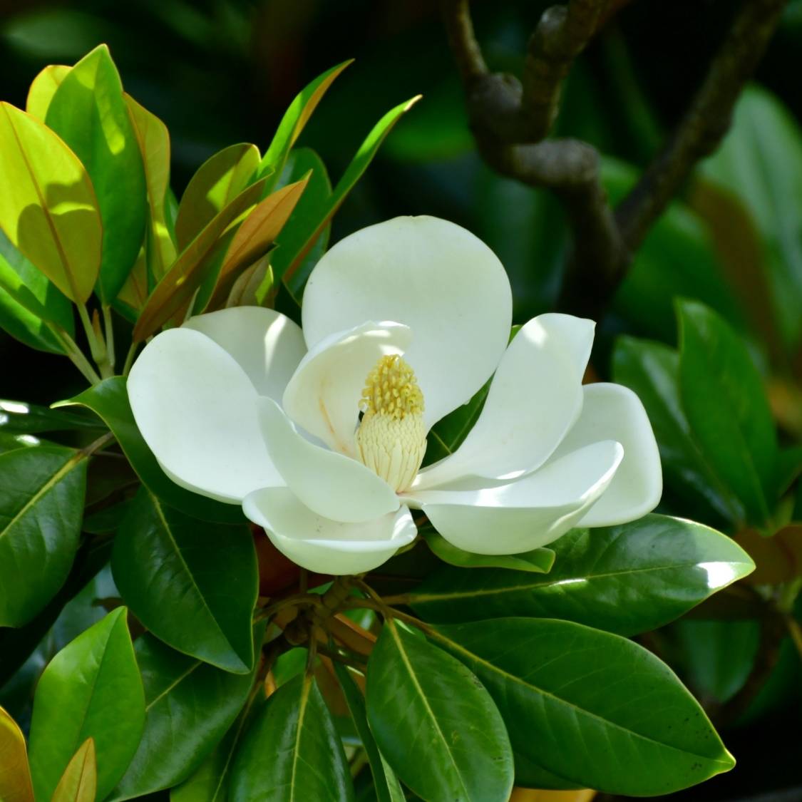 Magnolia grandiflora